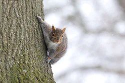 Wiewiórka szara (Sciurus carolinensis)