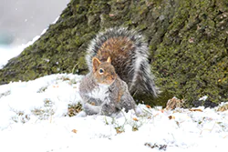 Wiewiórka szara (Sciurus carolinensis)