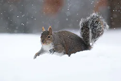 Wiewiórka szara (Sciurus carolinensis)