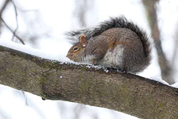 Wiewiórka szara (Sciurus carolinensis)