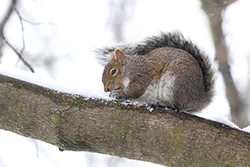 Wiewiórka szara (Sciurus carolinensis)