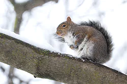 Wiewiórka szara (Sciurus carolinensis)