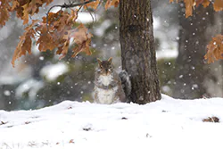 Eastern Gray Squirrel (Sciurus carolinensis)