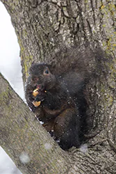 Wiewiórka szara (Sciurus carolinensis)