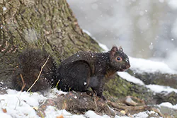 Wiewiórka szara (Sciurus carolinensis)