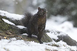Eastern Gray Squirrel (Sciurus carolinensis)