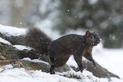 Wiewiórka szara (Sciurus carolinensis)