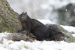 Eastern Gray Squirrel (Sciurus carolinensis)