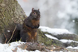 Wiewiórka szara (Sciurus carolinensis)