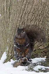 Wiewiórka szara (Sciurus carolinensis)