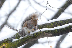 Wiewiórka szara (Sciurus carolinensis)