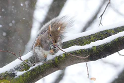 Wiewiórka szara (Sciurus carolinensis)