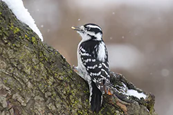 Downy Woodpecker (Picoides pubescens)