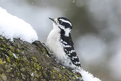 Downy Woodpecker (Picoides pubescens)