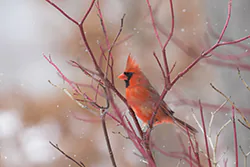 Kardynał szkarłatny (Cardinalis cardinalis)