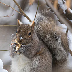 Wiewiórka szara (Sciurus carolinensis)