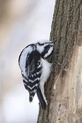 Downy Woodpecker (Picoides pubescens)