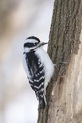 Downy Woodpecker (Picoides pubescens)