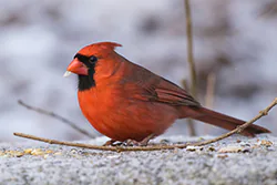 Northern Cardinal (Cardinalis cardinalis)