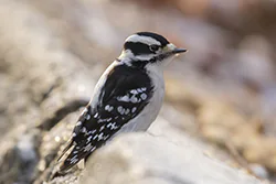 Downy Woodpecker (Picoides pubescens)