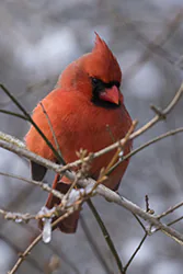 Northern Cardinal (Cardinalis cardinalis)