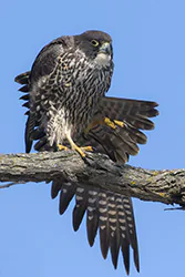 Peregrine Falcon (Falco peregrinus)