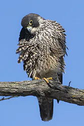 Peregrine Falcon (Falco peregrinus)