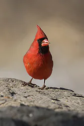 Northern Cardinal (Cardinalis cardinalis)