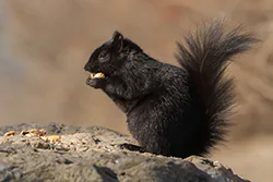 Wiewiórka szara (Sciurus carolinensis)