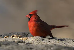 Northern Cardinal (Cardinalis cardinalis)