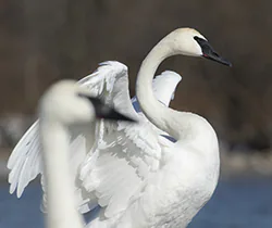 Trumpeter Swan (Cygnus buccinator)