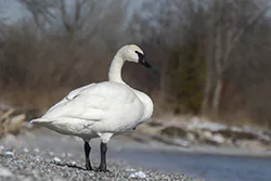 Trumpeter Swan (Cygnus buccinator)