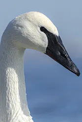 Trumpeter Swan (Cygnus buccinator)