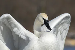 Trumpeter Swan (Cygnus buccinator)
