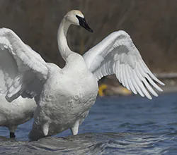 Trumpeter Swan (Cygnus buccinator)