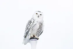 Snowy Owl (Bubo scandiacus)
