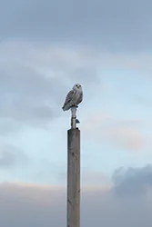 Snowy Owl (Bubo scandiacus)