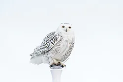Snowy Owl (Bubo scandiacus)