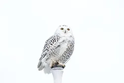 Snowy Owl (Bubo scandiacus)