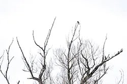 Northern Hawk Owl (Surnia ulula)