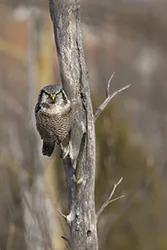 Northern Hawk Owl (Surnia ulula)