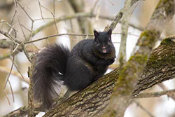 Wiewiórka szara (Sciurus carolinensis)