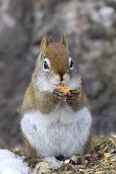 Wiewiórka czerwona (Tamiasciurus hudsonicus)
