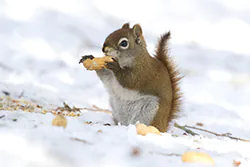 Wiewiórka czerwona (Tamiasciurus hudsonicus)