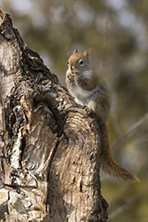 Wiewiórka czerwona (Tamiasciurus hudsonicus)