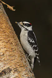 Downy Woodpecker (Picoides pubescens)