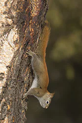 Wiewiórka czerwona (Tamiasciurus hudsonicus)
