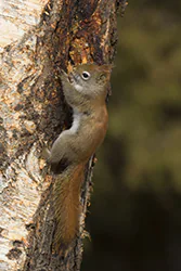 Wiewiórka czerwona (Tamiasciurus hudsonicus)