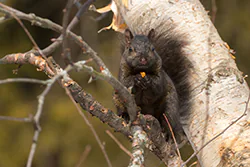 Wiewiórka szara (Sciurus carolinensis)
