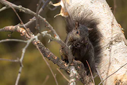 Wiewiórka szara (Sciurus carolinensis)